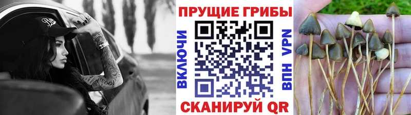 Купить  Алагир  Псилоцибиновые грибы Psilocybine cubensis 